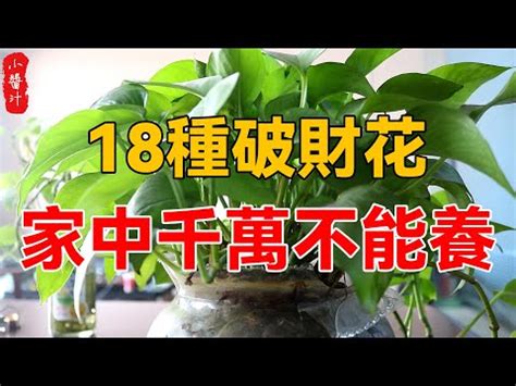 八房九重葛風水|【家裡可以種九重葛嗎】家裡不能種九重葛？風水禁忌看這裡